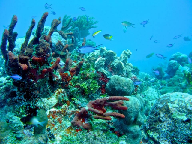 Arrecifes del parque nacional marino